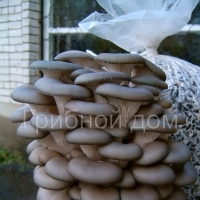 Вешенка. Штамм АК (Китай).
Устойчив к пониженной влажности.
Средняя урожайность: 150-180 гр. свежих грибов с 1 кг влажного субстрата.